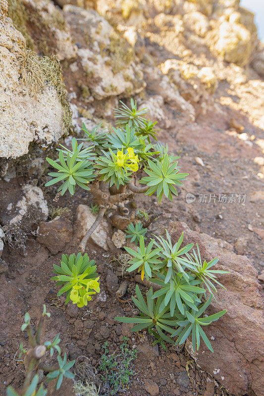 Jandía自然公园阳光明媚的一天，Fuerteventura -从morro Jable Summit Up